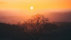 Tree, Sunset, Nature, 4K wallpaper