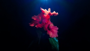 Hibiscus flowers, Red flowers, Dark background, 4K wallpaper