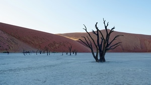 Tree, Desert, Nature, 4K wallpaper