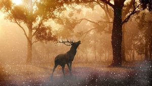 Reindeer, Animals, 4K wallpaper