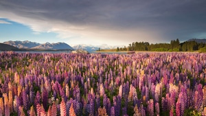 Flowers, Field, Lake, Nature, 4K wallpaper