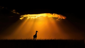 Giraffe, Animals, Evening, Sunset, 4K wallpaper