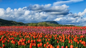 Tulip, Field, Flowers, Nature, 4K wallpaper