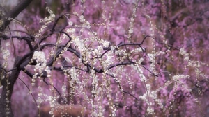 Flowers, Blossom, Nature, 4K wallpaper