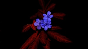 Flowers, Dark, Black, Photography, 4K wallpaper
