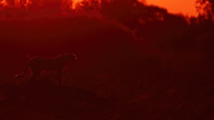 Cheetah, Animals, 4K wallpaper