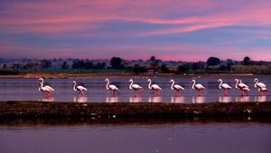 Flamingos, Birds, 4K wallpaper