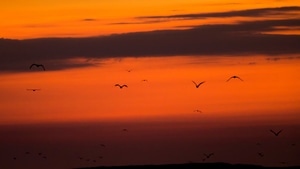Birds, Evening, Sunrise, Morning, 4K wallpaper