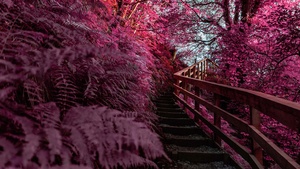 Wooden stairs, Pink aesthetic, Outdoor, Spring, Infrared Photography, 4K wallpaper