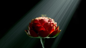 Red flower, Digital Art, Digital flower, Radiance, Dark background, Light beam, Surreal, Dark aesthetic, 4K wallpaper