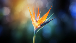 Bird of paradise flower, Macro, Bokeh Background, Vibrant, Closeup Photography, 4K wallpaper