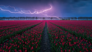 Tulips, Flowers, Field, Nature, 4K wallpaper