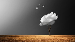 Birds, Field, Clouds, Manipulation, Artist, Artwork, Digital Art, 4K wallpaper