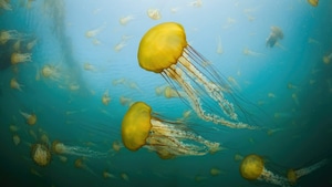 Jellyfish, Underwater, Animals, Photography, 4K wallpaper