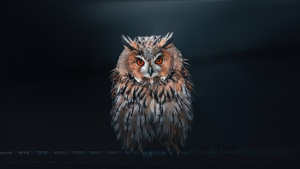 Owl, Birds, 4K wallpaper