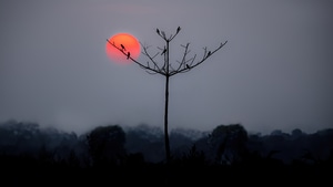 Birds, Tree, Photography, 4K wallpaper