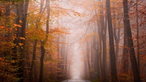 Autumn, Road, Nature, 4K wallpaper