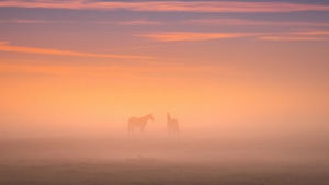 Morning, Horses, Field, Nature, 4K wallpaper