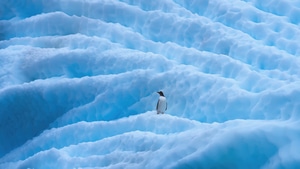 Penguin, Antarctica, Sea, Ocean, Nature, 4K wallpaper