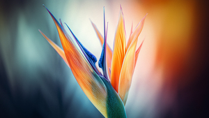 Bird of paradise flower, Closeup Photography, Macro, Bokeh Background, Vibrant, 4K wallpaper