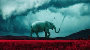 Elephant, Manipulation, Artist, Artwork, Digital Art, 4K wallpaper