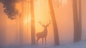 Reindeer, Artist, Artwork, Digital Art, 4K wallpaper