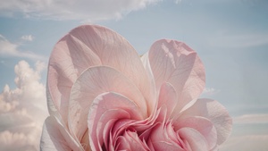 Windows 11, Pink flower, AI art, Paper Art, 4K wallpaper