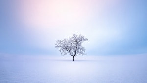 Winter, Trees, Snow, Nature, 4K wallpaper