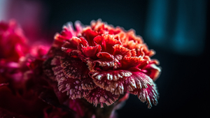 Carnation, Red flower, Closeup Photography, Macro, Red aesthetic, 4K wallpaper