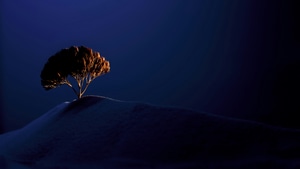 Tree, Silhouette, Evening, Nature, 4K wallpaper