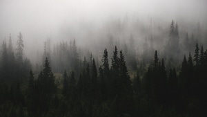 Fog, Tree, Forest, Nature, 4K wallpaper
