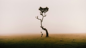 Photography, Tree, 4K wallpaper