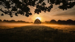 Tree, Field, Evening, Nature, 4K wallpaper