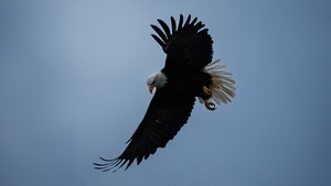 Eagle, Birds, Flying, Wings, Photography, 4K wallpaper