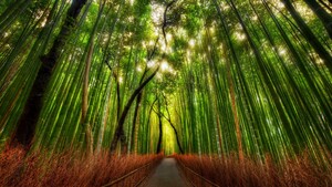 Arashiyama Bamboo Grove, Japan, Bamboo Forest, Kyoto, 4K wallpaper