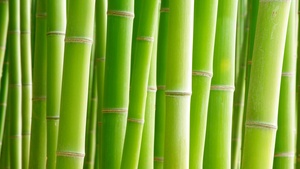 Bamboo, Trees, Green background, 4K wallpaper