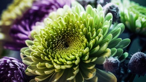 Chrysanthemum flowers, Macro, Floral Background, Closeup Photography, 4K wallpaper