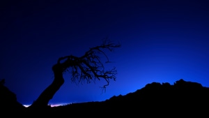 Tree, Silhouette, Sky, Nature, 4K wallpaper