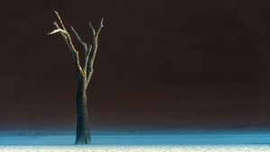 Tree, Desert, Nature, 4K wallpaper