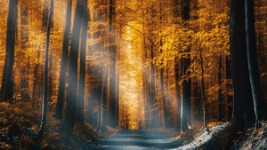 Autumn, Forest, Road, Nature, 4K wallpaper