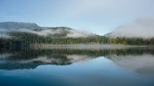 Forest, Reflection, Nature, 4K wallpaper