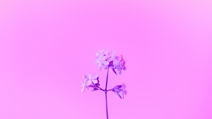 Purple, Flowers, 4K wallpaper