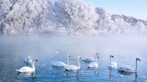 Swan, Birds, Snow, Winter, 4K wallpaper