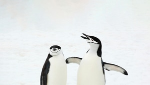 Penguins, Birds, Animals, Snow, 4K wallpaper
