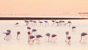 Flamingos, Birds, 4K wallpaper