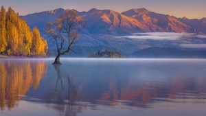 Tree, Lake, Nature, 4K wallpaper