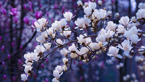 Sakura, Aesthetic, Magnolia flowers, 4K wallpaper