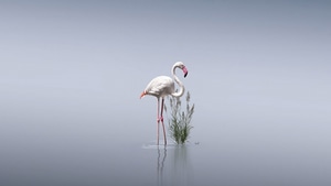 Flamingos, Birds, Minimalism, Minimalist, Artist, Artwork, Digital Art, 4K wallpaper