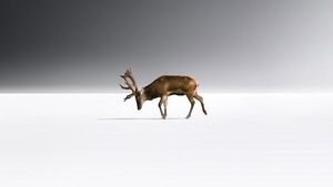Reindeer, White, Minimalism, Minimalist, Artist, Artwork, Digital Art, 4K wallpaper
