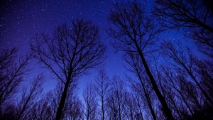 Trees, Evening, Stars, Nature, 4K wallpaper